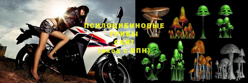 мега ссылки  Лиски  Галлюциногенные грибы Psilocybine cubensis 